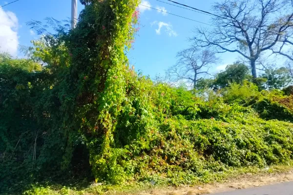 Tanah Kavling Pinggir Jalan Desa Sangsit
