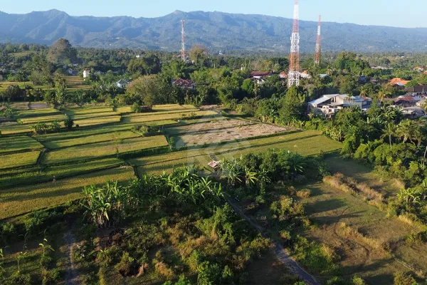 Tanah Kavling View Sawah di Sukasada
