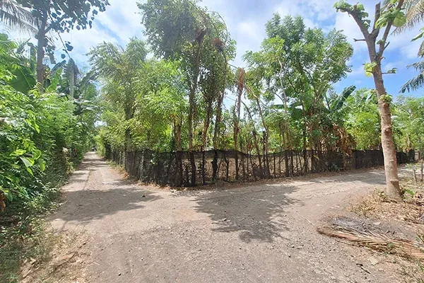 Dijual Murah Tanah Kebun Dekat Pantai di Gerokgak Buleleng - 2