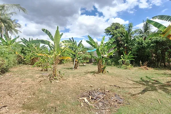 Dijual Murah Tanah Kebun Dekat Pantai di Gerokgak Buleleng - 4