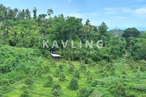 Dijual Tanah Kebun Durian Musangking di Desa Panji Abasan