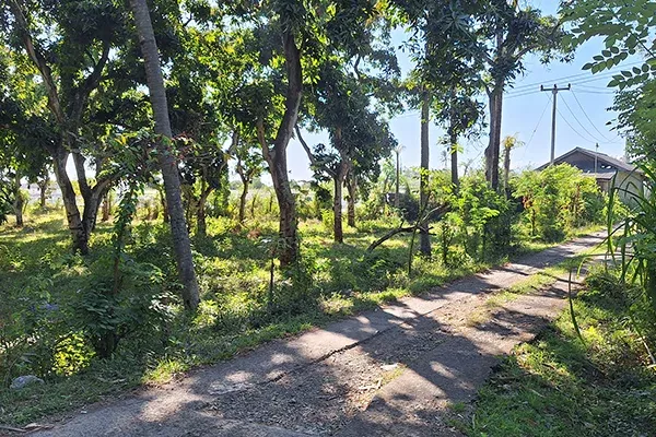 Dijual Tanah Kebun Mangga Dekat Pantai Gerokgak - 2