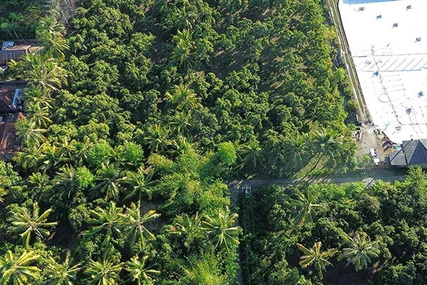 Dijual Tanah Kebun Mangga Dekat Pantai Gerokgak - 4