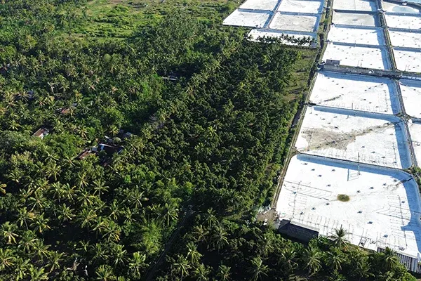 Dijual Tanah Kebun Mangga Dekat Pantai Gerokgak - 5