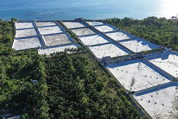 Dijual Tanah Kebun Mangga Dekat Pantai Gerokgak - 7