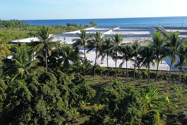 Dijual Tanah Kebun Mangga Dekat Pantai Gerokgak - 8