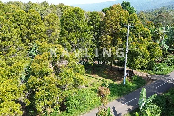 Tanah Cengkeh Dijual di Pinggir Jalan Desa Gesing Buleleng