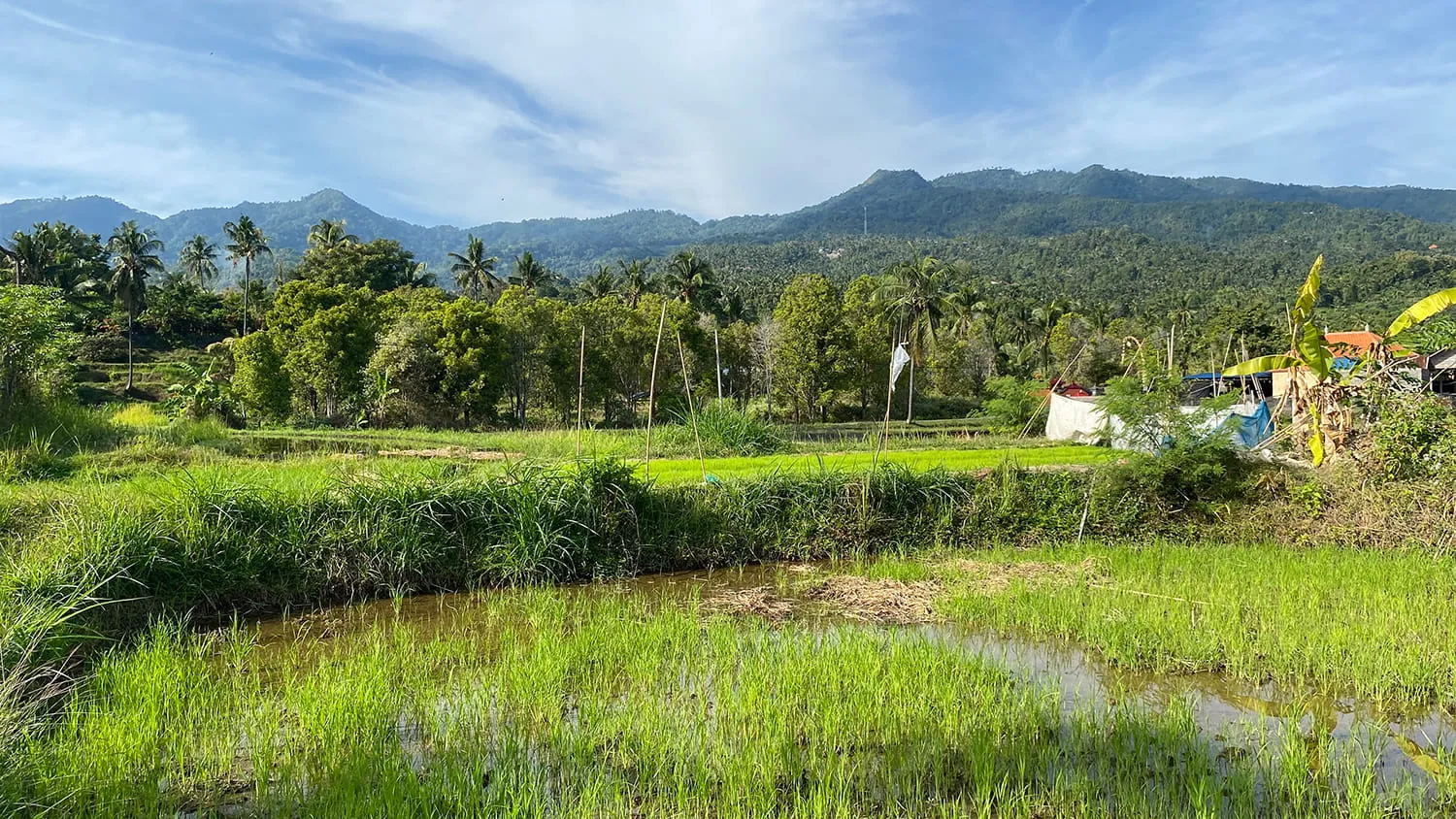 Tanah Kavling Dengan Pemandangan Bukit di Desa Panji - 8