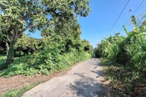 Tanah Kebun Mangga di Kerobokan Buleleng Bali