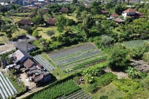 Tanah Murah Dekat Danau Buyan Pancasari